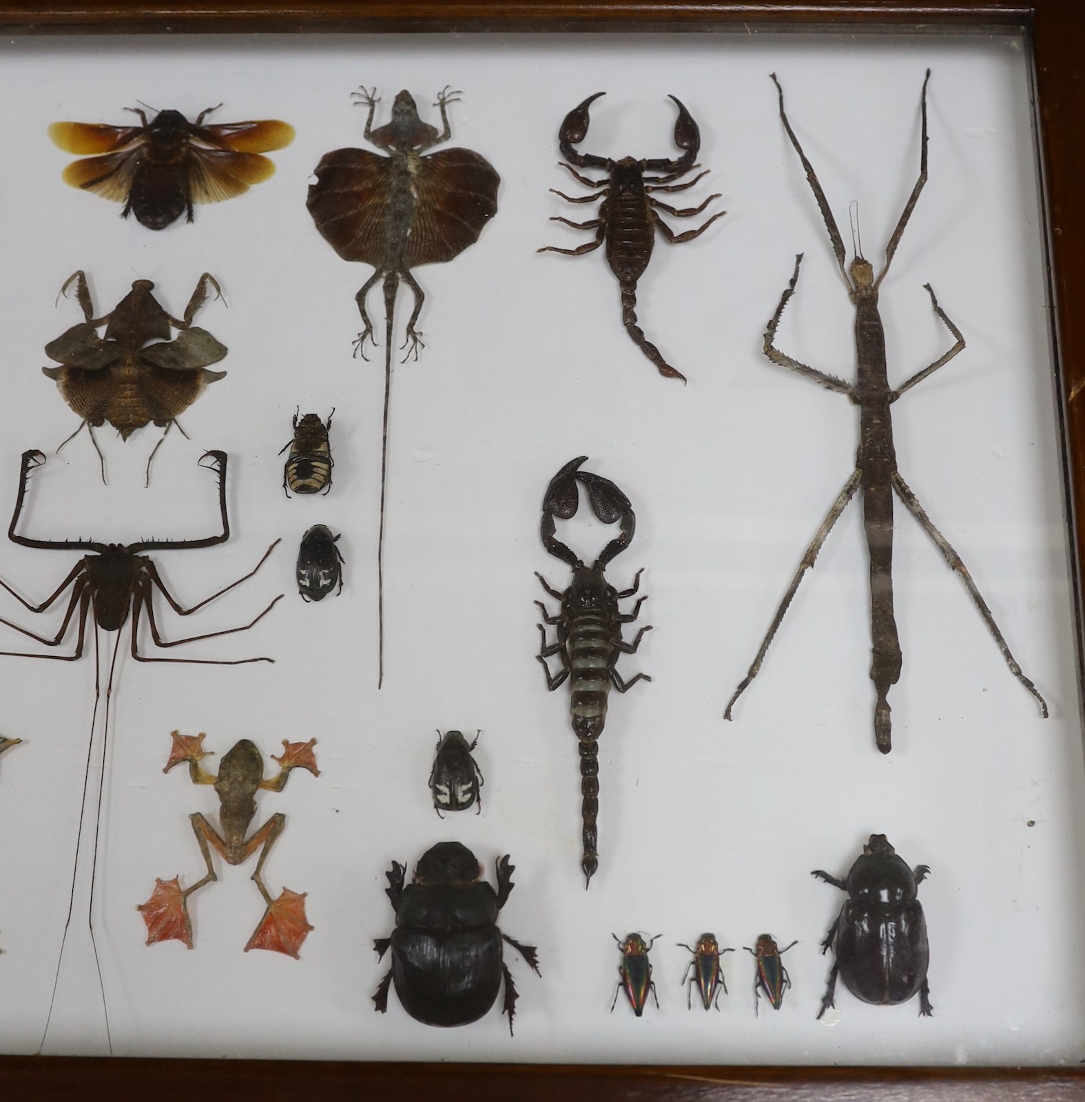 Entomology and Herpetology- insect, scorpion, flying lizard, tree and frog specimens in a large glazed case, 49.5 cm x 76 cm